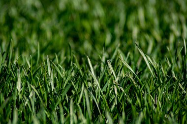 Yeşil çimlerin üzerinde çiy taneleri