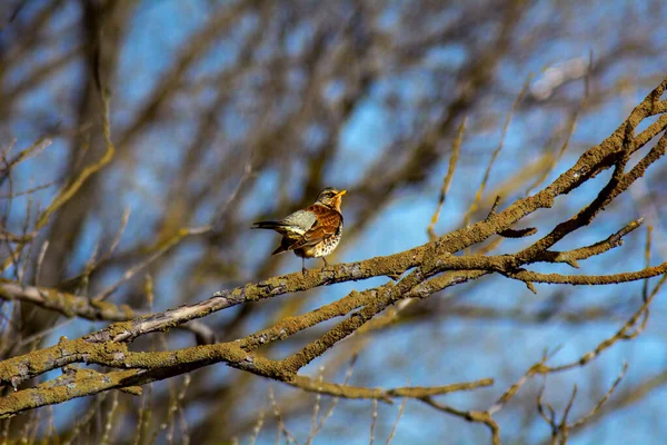 Kleiner Vogel Auf Einem Ast — Stockfoto