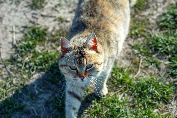 草の中の猫 — ストック写真