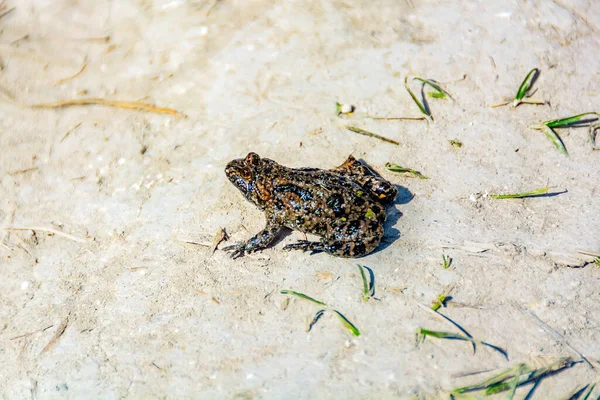 Petite Grenouille Dans Sol — Photo