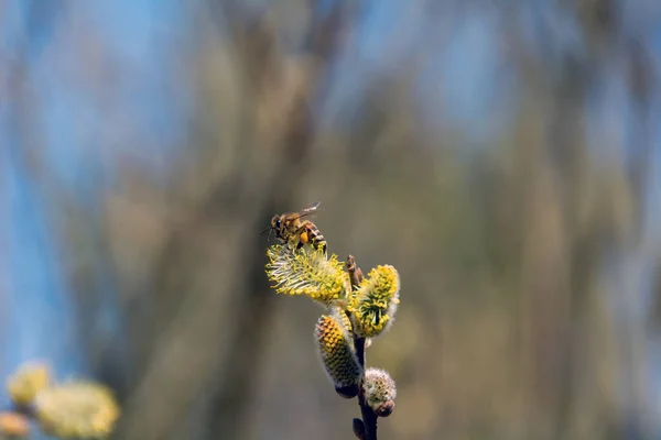 Lebah Mengumpulkan Serbuk Sari Pohon — Stok Foto