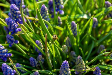 Bahçedeki mavi çiçekler