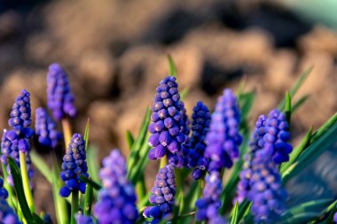 Bahçedeki mavi çiçekler