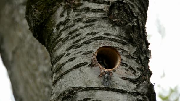 木の穴から飛び出るキツツキは — ストック動画