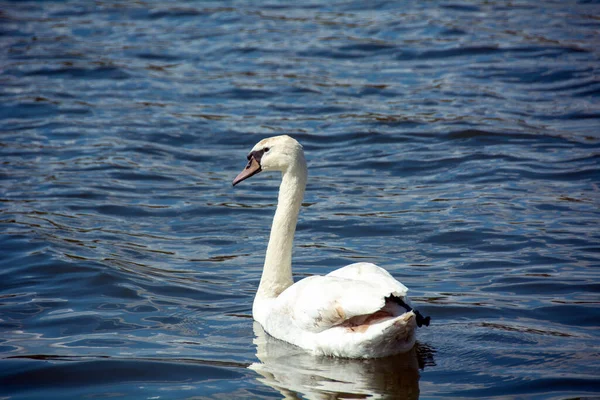 Озере Плавает Большой Белый Лебедь — стоковое фото