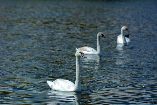 Large White Swan Swims Lake — Stock Photo, Image