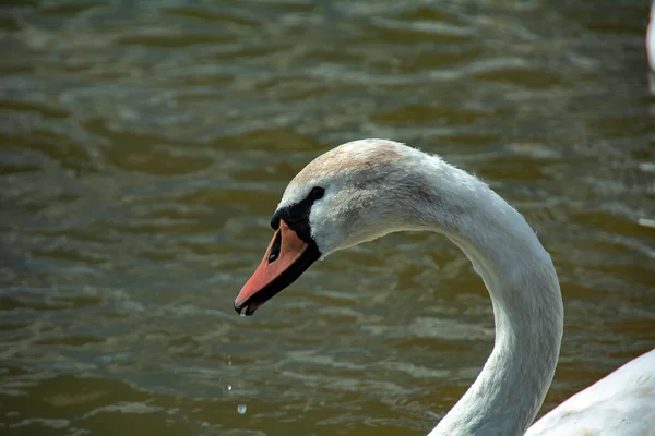 Gran Cisne Blanco Nada Lago — Foto de Stock