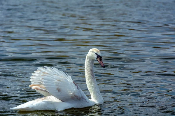 Gran Cisne Blanco Nada Lago — Foto de Stock