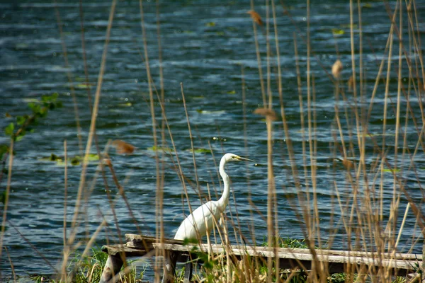 Mooie Witte Reiger Jagen Het Meer — Stockfoto