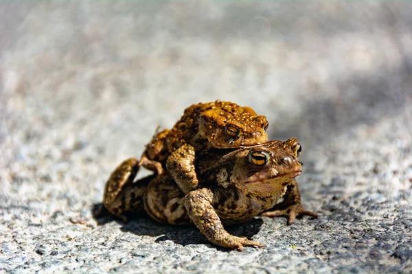 Deux Grenouilles Une Chevauchant Autre — Photo