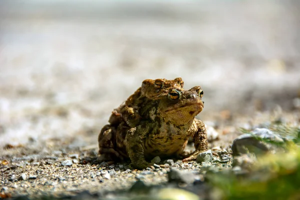 Deux Grenouilles Une Chevauchant Autre — Photo