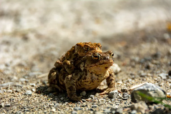 Deux Grenouilles Une Chevauchant Autre — Photo