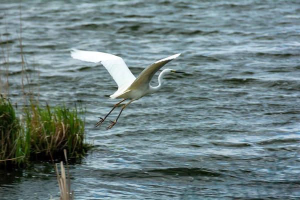 Güzel Beyaz Balıkçıl Gölde Avlanıyor — Stok fotoğraf