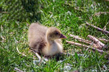 Genç ördek yavruları yeşil çimenlerde yatıyor.