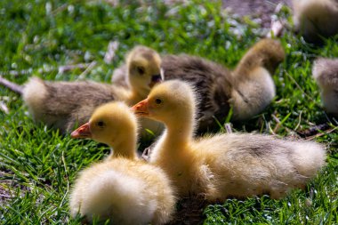 Genç ördek yavruları yeşil çimenlerde yatıyor.