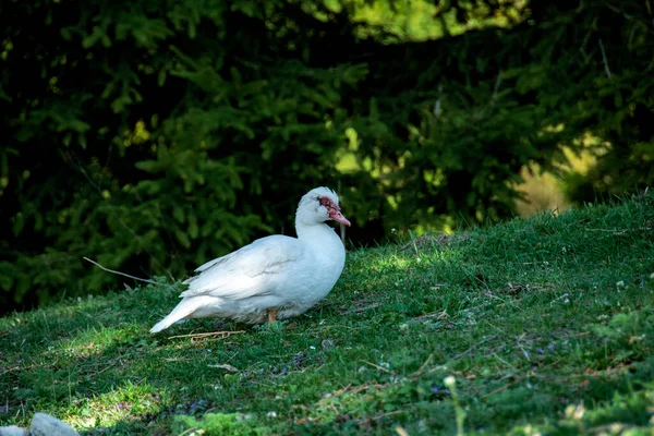 Schöne Ente Zeitigen Frühling Nahaufnahme — Stockfoto