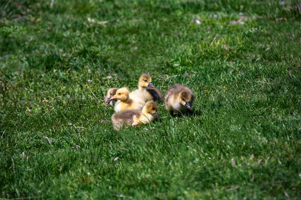 Young Ducklings Lie Green Grass — Stock Photo, Image