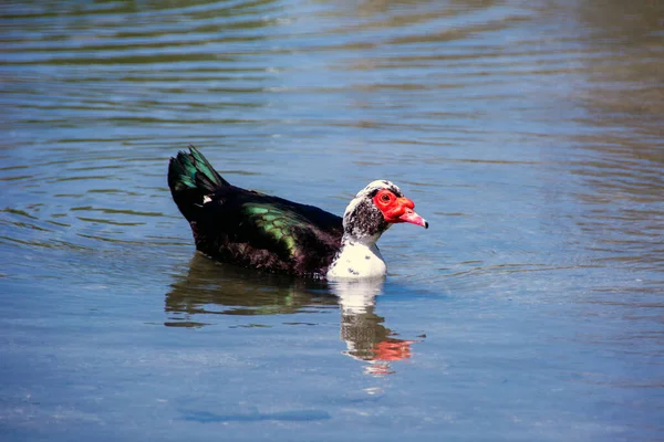 Schöne Ente Zeitigen Frühling Nahaufnahme — Stockfoto