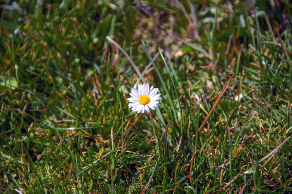 Foto Von Gänseblümchen Späten Frühling — Stockfoto