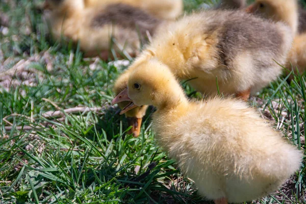 Junge Entchen Liegen Grünen Gras — Stockfoto