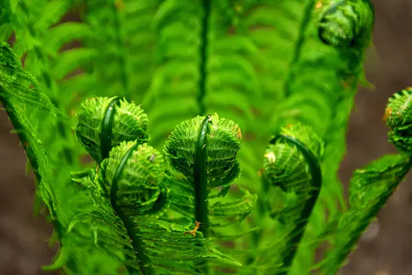 Twisted Fern Shoots Spring — Stock Photo, Image