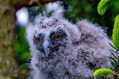  Baykuş yuvadan düştü.