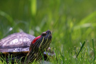  Büyük kırmızı kulaklı kaplumbağa çimlerde