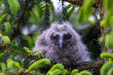 Baykuş yuvadan düştü.