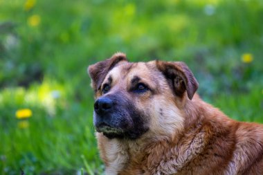 Çimlerin üzerinde bir köpeğin portresi