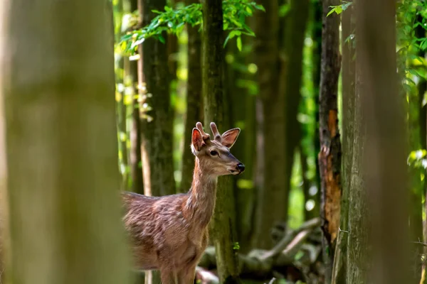 Junge Hirsche Sommerwald — Stockfoto