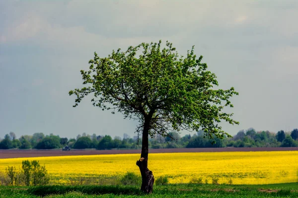 Green Tree Summer Field — Stock Photo, Image