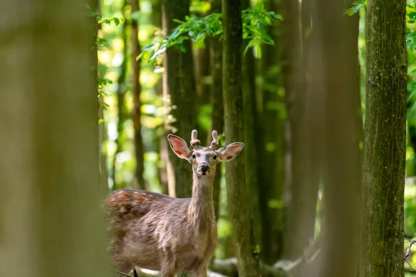 Ciervo Joven Bosque Verano — Foto de Stock