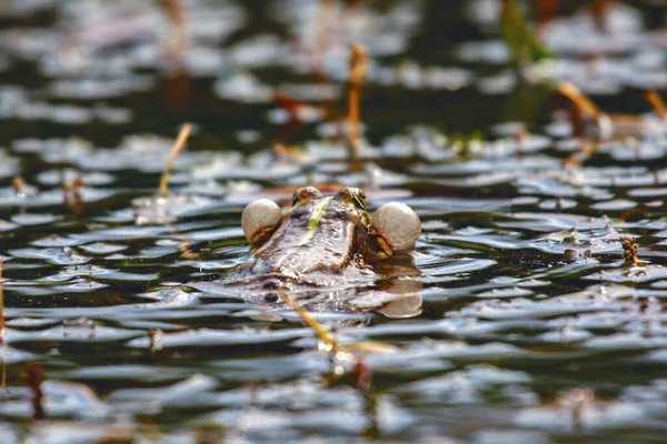 Mała Żaba Podczas Krycia Jeziorze — Zdjęcie stockowe