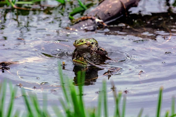 Mała Żaba Podczas Krycia Jeziorze Skoki — Zdjęcie stockowe