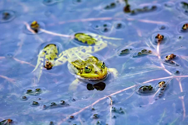 Petite Grenouille Pendant Accouplement Sur Lac — Photo