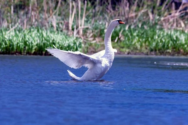 Cisne Blanco Agitando Sus Alas Lago — Foto de Stock