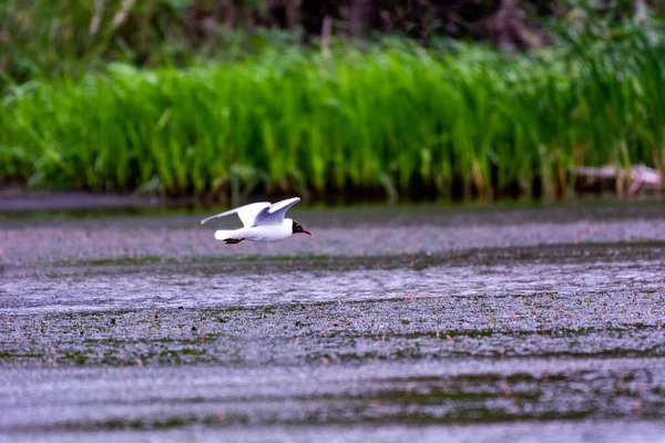 Λευκός Γλάρος Που Πετά Πάνω Από Νερό — Φωτογραφία Αρχείου