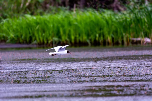 Gabbiano Bianco Che Sorvola Acqua — Foto Stock