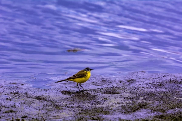 Wagtail Yellow Shores Lake Motacilla Flava Linnaeus — Stock Photo, Image