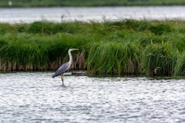 Güzel gri balıkçıl gölde avlanıyor.
