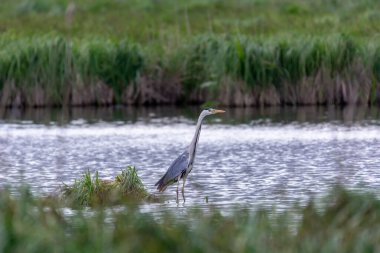 Güzel gri balıkçıl gölde avlanıyor.