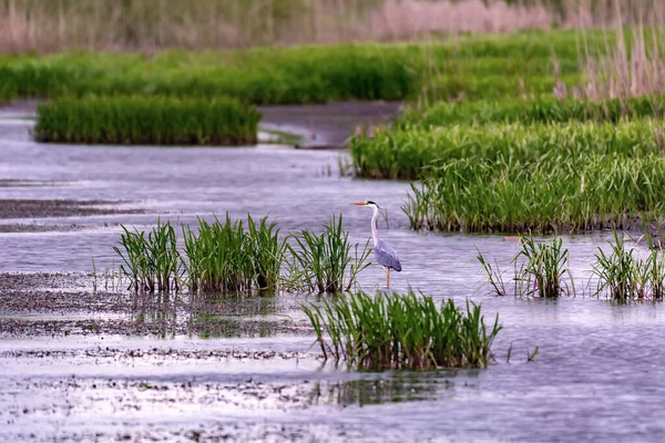 Belle Chasse Héron Gris Sur Lac — Photo