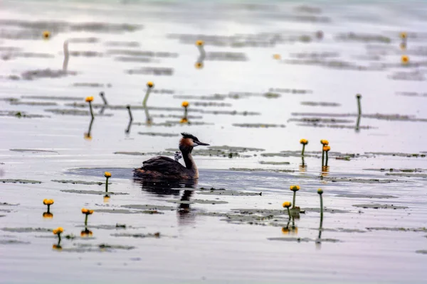 Pyrnicosis Groot Met Een Kind Drijft Het Meer — Stockfoto