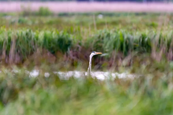 Mooie Grijze Reiger Jagen Het Meer — Stockfoto