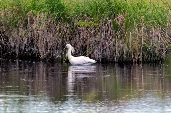 Gölde küçük bir kaşık gagası