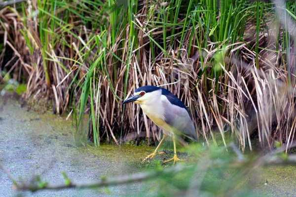 Kwak Sedí Mezi Rákosím Bažině — Stock fotografie