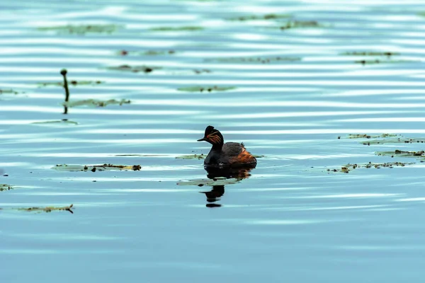 Podiceps Nigricollis Plave Jezeře Hledat Jídlo — Stock fotografie