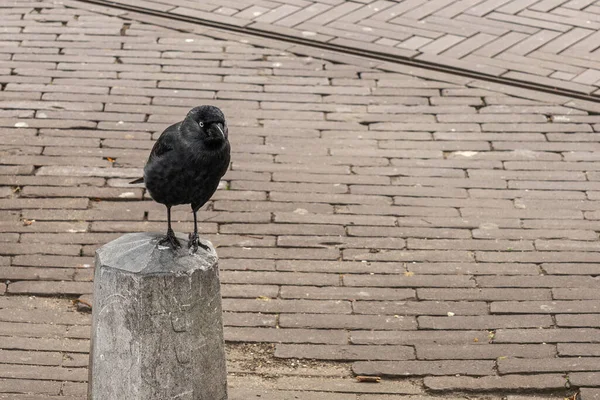 Amsterdam sokaklarında bir karga