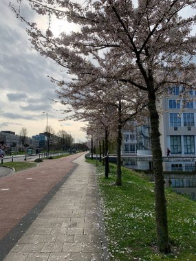 Beyaz, açık pembe kiraz çiçeği (Sakura)