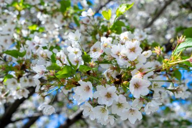 Beyaz, açık pembe kiraz çiçeği (Sakura)